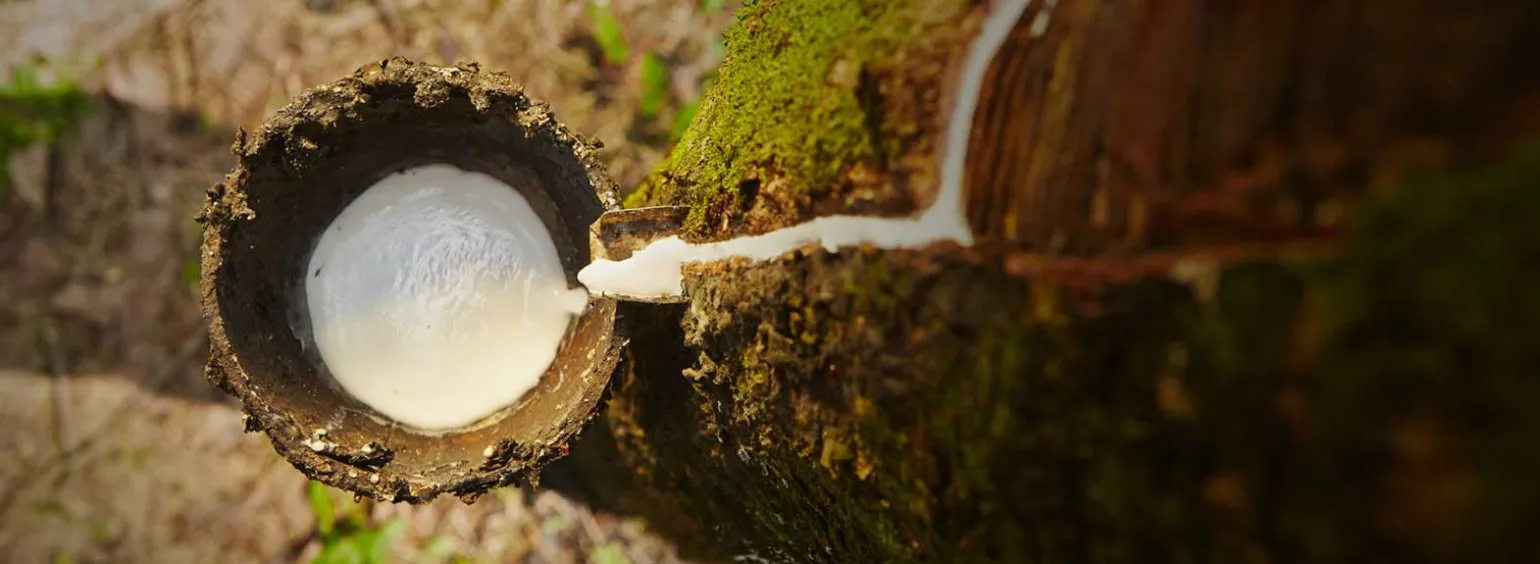 Natural latex is an innovative material derived from the sap of Hevea brasiliensis, better known as rubber trees. They are grown on sustainably managed plantations around the world. Latex is one of the most eco-friendly mattress fillings on the market. This is because rubber trees actively purify over 90 million tonnes (Mt) of carbon dioxide a year. A rubber tree only produces 27 mL of latex daily, which means that perfecting comfort takes time. In fact, it takes one tree over 500 days to produce enough latex for a single mattress. Natural latex is an innovative material derived from the sap of Hevea brasiliensis, better known as rubber trees. They are grown on sustainably managed plantations around the world. Latex is one of the most eco-friendly mattress fillings on the market. This is because rubber trees actively purify over 90 million tonnes (Mt) of carbon dioxide a year. A rubber tree only produces 27 mL of latex daily, which means that perfecting comfort takes time. In fact, it takes one tree over 500 days to produce enough latex for a single mattress.